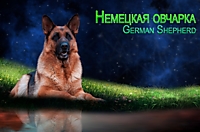 Немецкая овчарка (племенная деятельность данной породы закрыта)