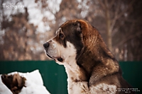 Айстойфель Лачин